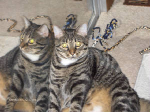 old Bengal Maine coon mix.